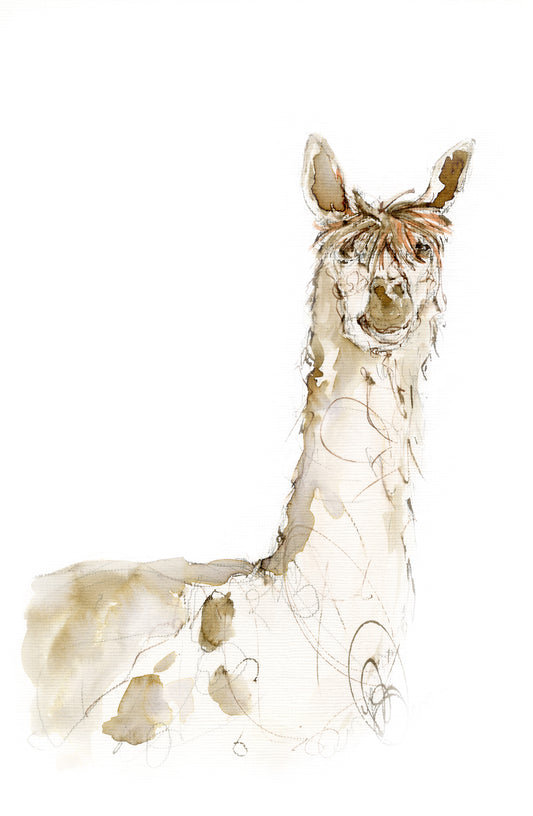 Framed Print Arnold the Alpaca image 1