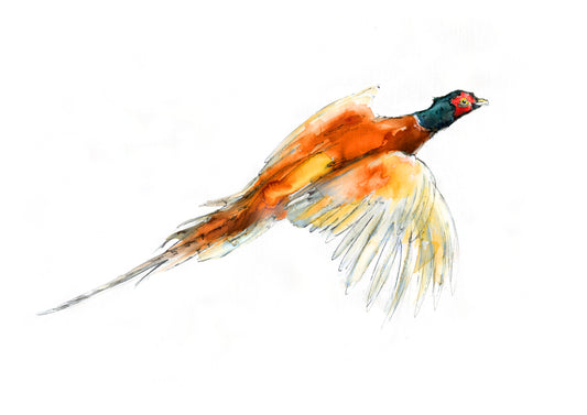 Framed Print Pheasant in flight image 1