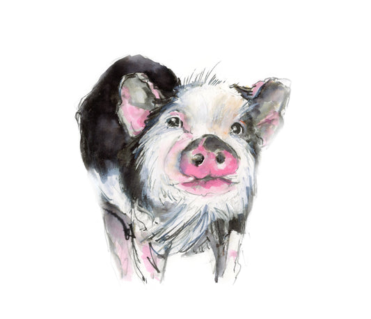 Framed Print Athena the Pig image 1