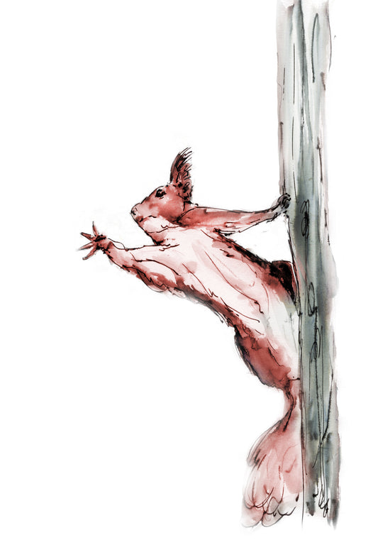 Framed Print Squirrel Nancy image 1