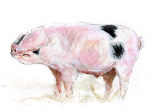 Framed Print Freddy the Gloucestershire Old Spot Pig image 1