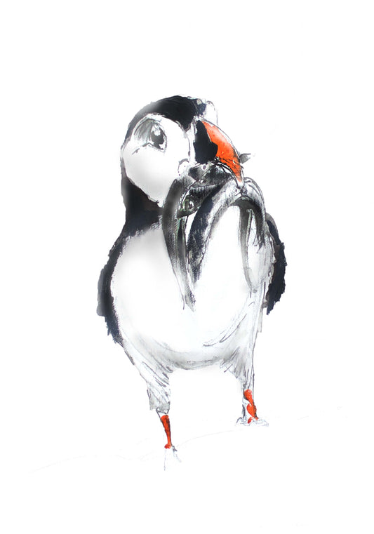 Framed Print Patrick the Puffin image 1
