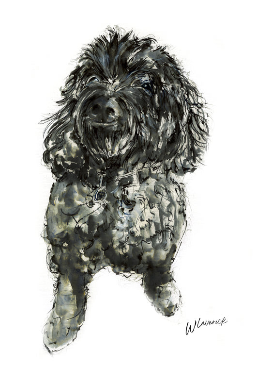 Framed Print of Daisy the Cookapoo image 1