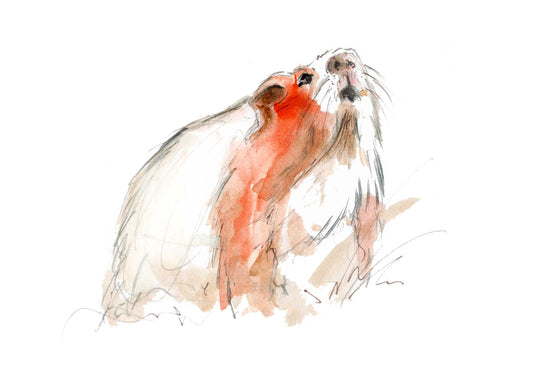 Framed Print Henry the Guinea Pig image 1