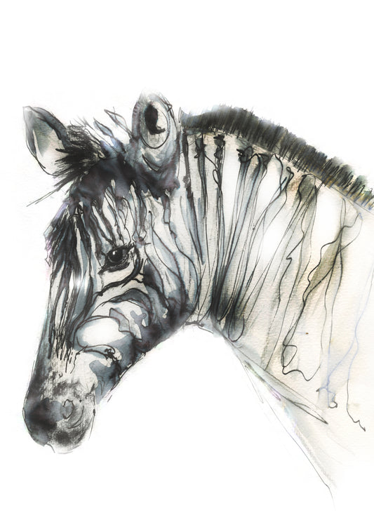 Framed Print Ziggy the Zebra image 1