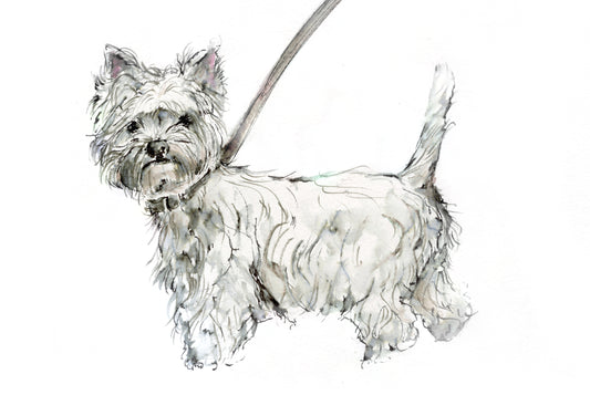 Framed Print of Norman the Westland Terrier image 1