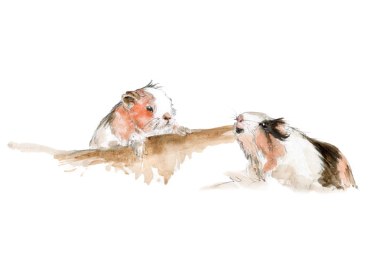 Framed Print Charlie and Lola the Guinea Pigs image 1