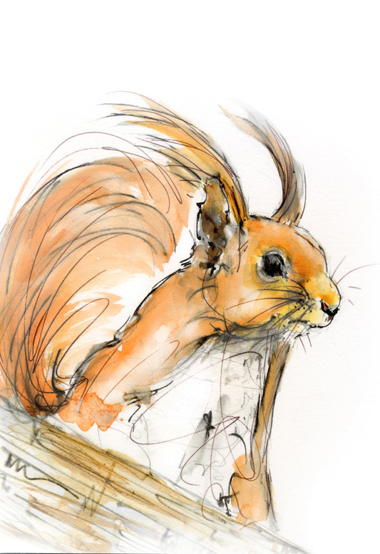 Framed Print Rosie the Squirrel image 1