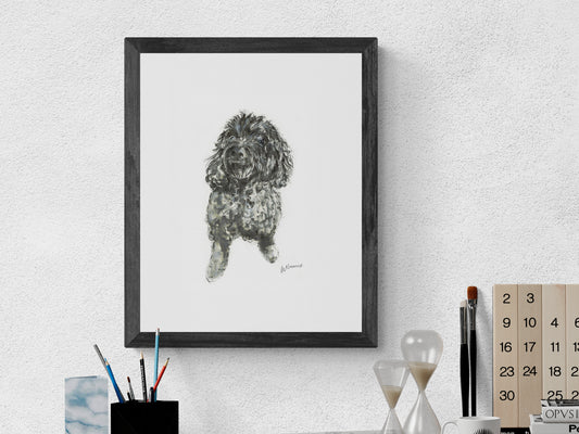 Framed Print of Daisy the Cookapoo image 0