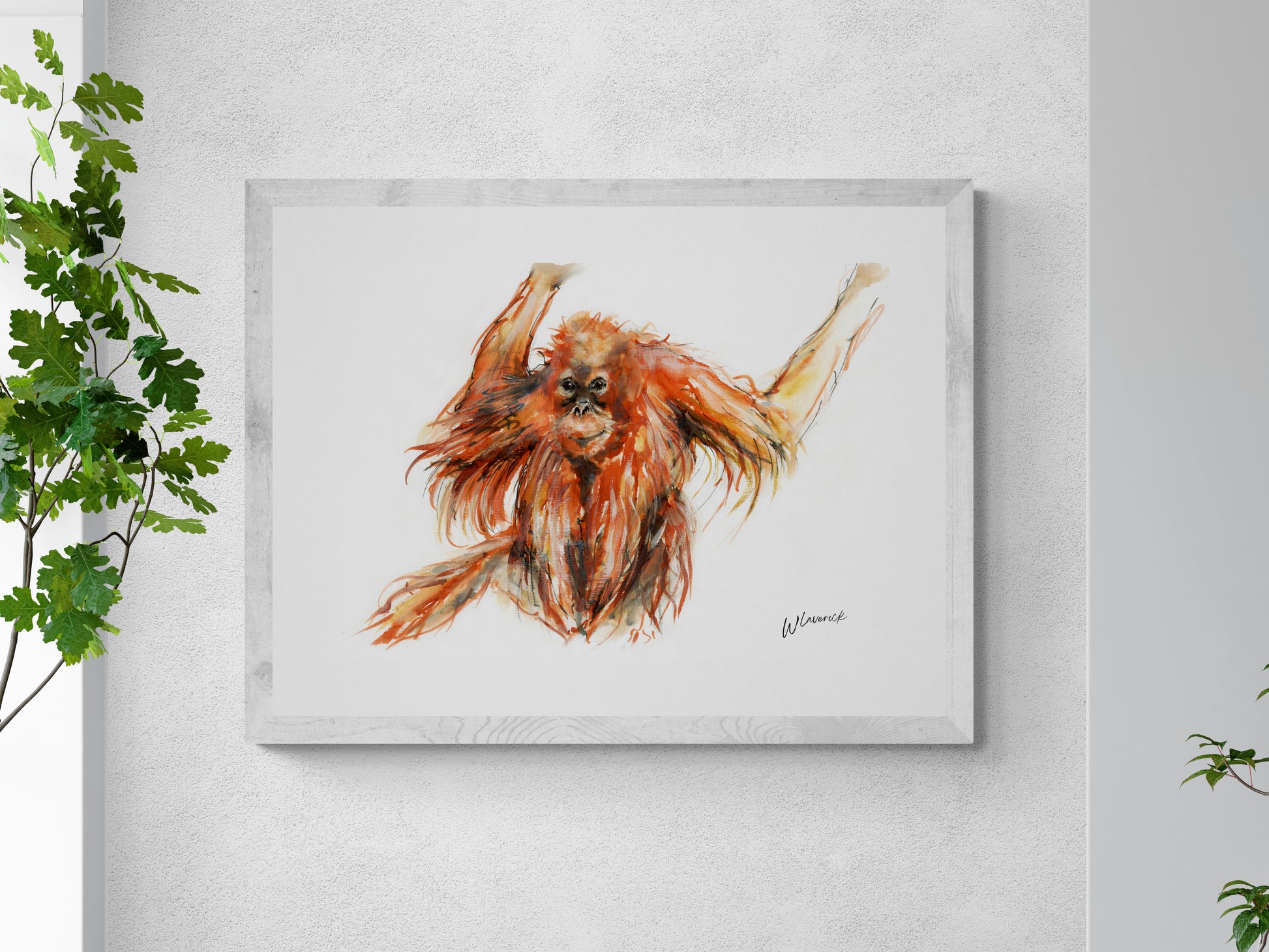 Framed Print of Eddie the Orangutan image 3