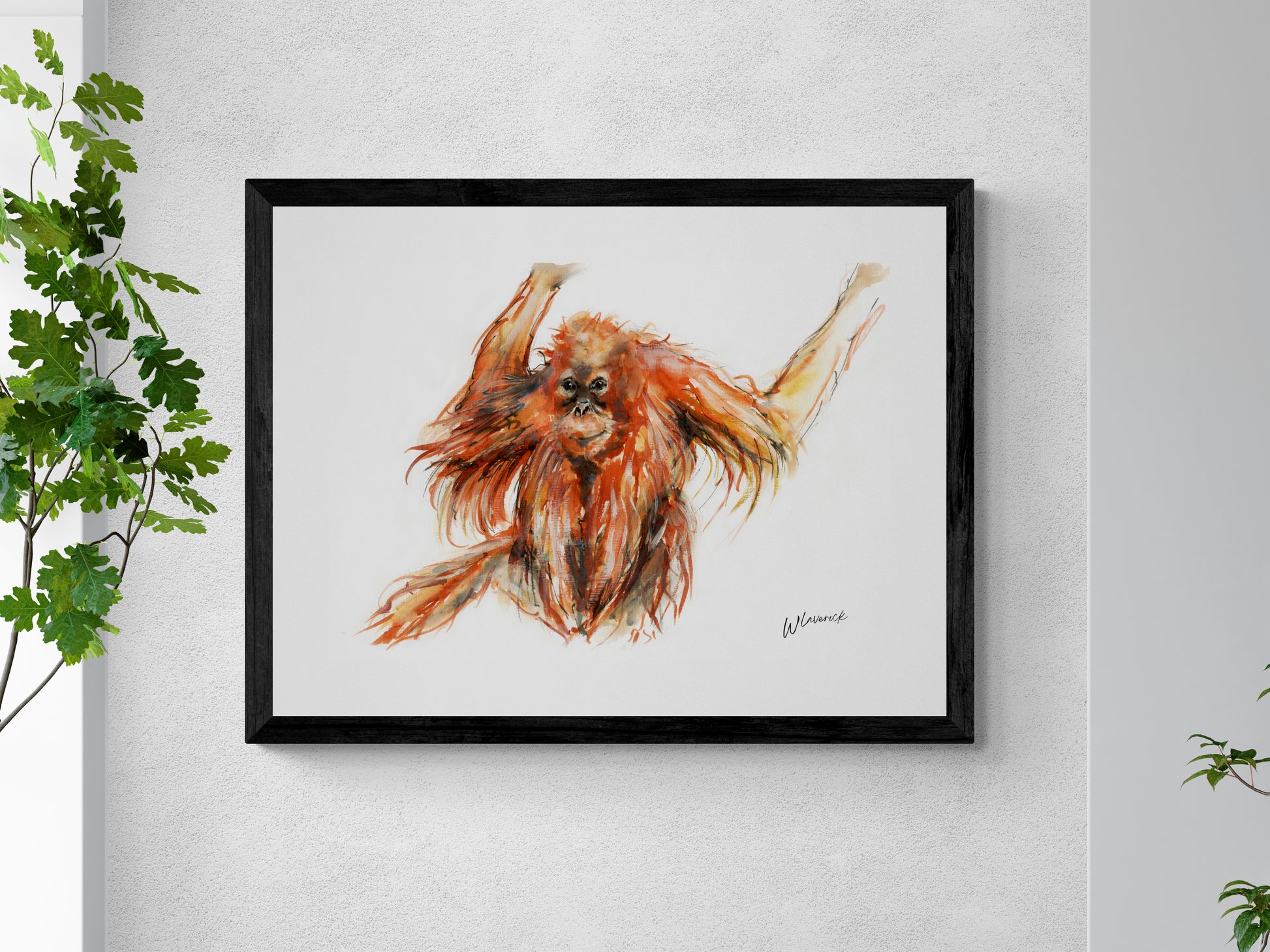 Framed Print of Eddie the Orangutan image 0