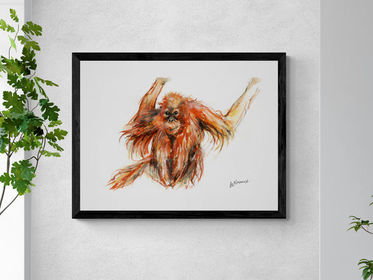 Framed Print of Eddie the Orangutan image 0