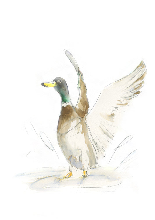 Framed Print Mallard Duck image 1