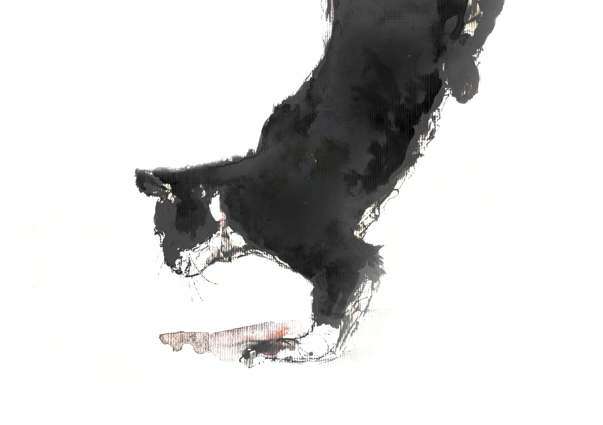 Framed Print Tom the Black and White Cat image 1