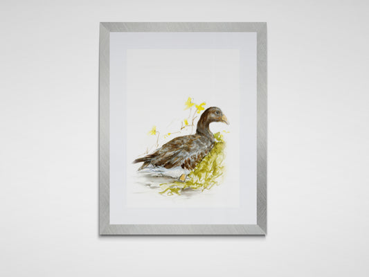 Framed Print Faye the Goose image 0