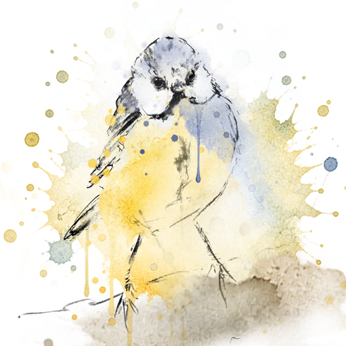 Softly Perched – Blue Tit Fine Art Print