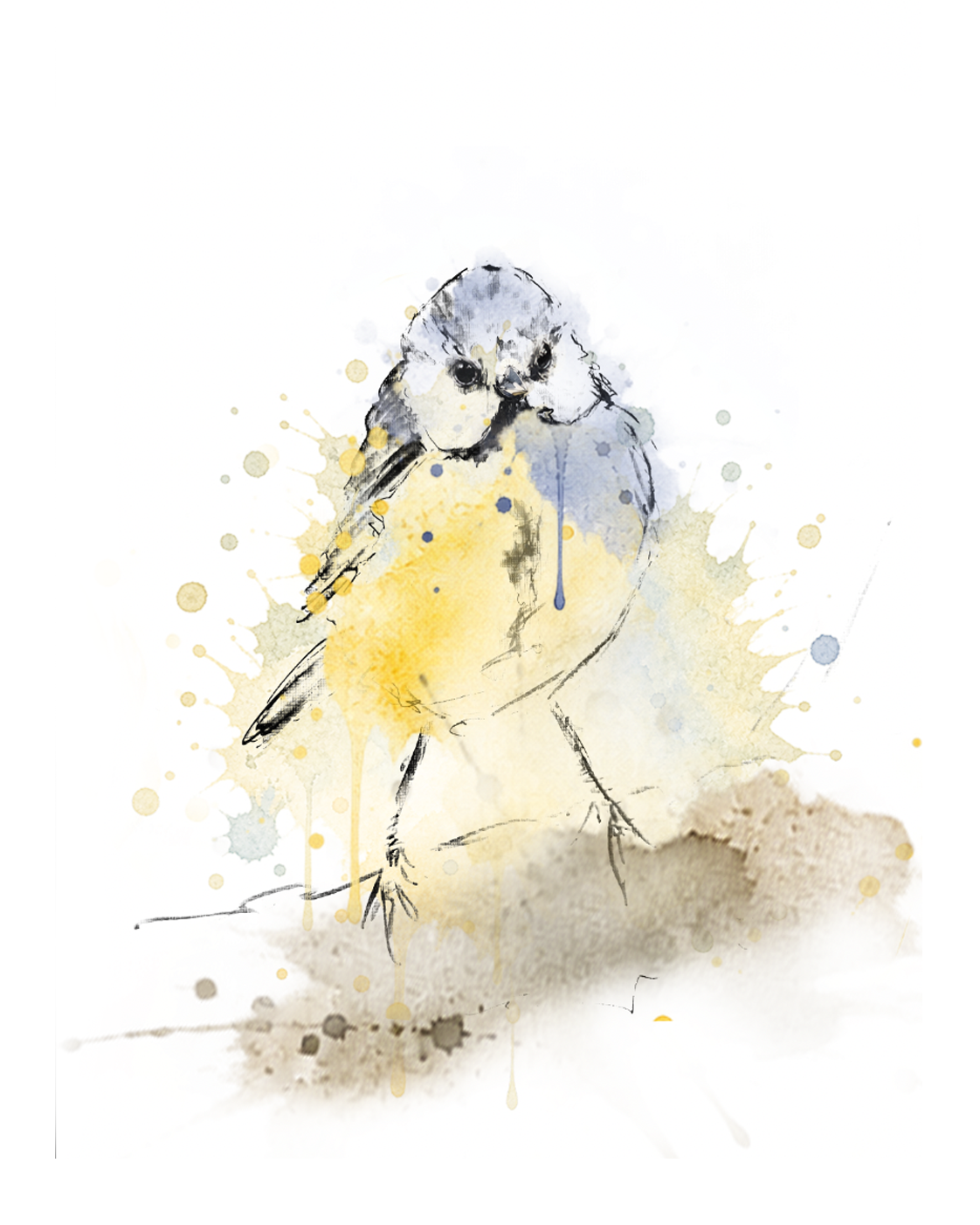Softly Perched – Blue Tit Fine Art Print