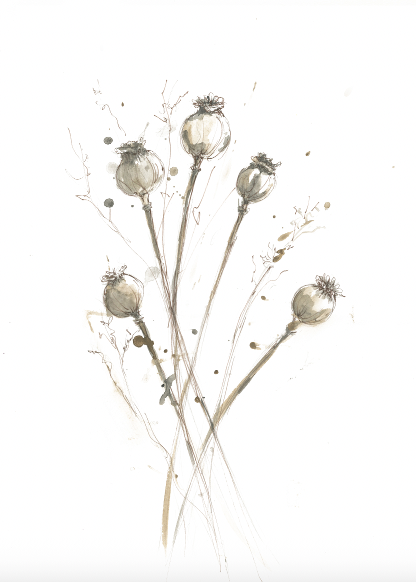 Poppy Seed Heads – Botanical Fine Art Print