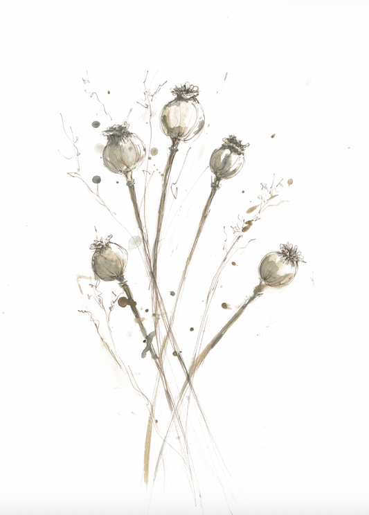Poppy Seed Heads – Botanical Fine Art Print