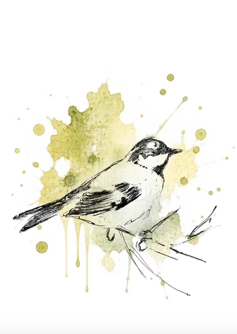 Quiet Moment – Coal Tit Fine Art Print