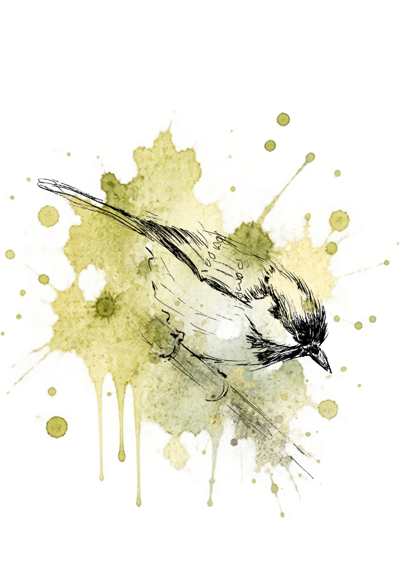 Gentle Landing – Coal Tit Fine Art Print