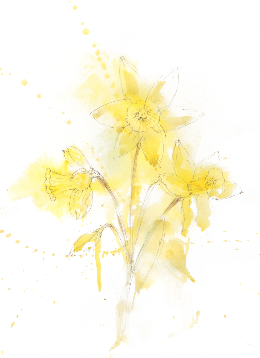 Daffodils – Contemporary Floral Fine Art Print