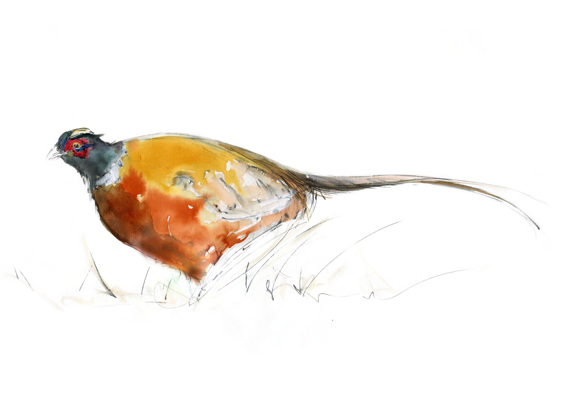 Framed Print Pheasant image 1