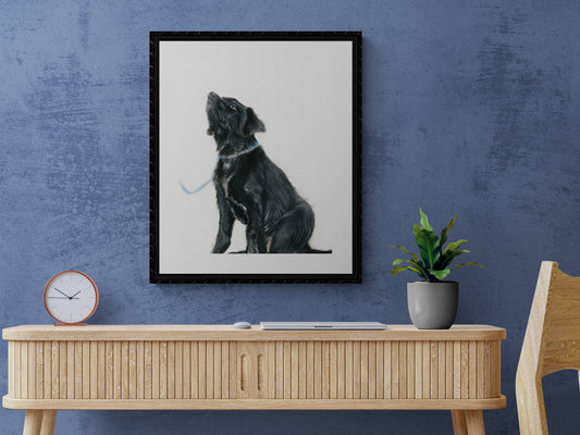 Framed Print Isobel the Labrador image 0